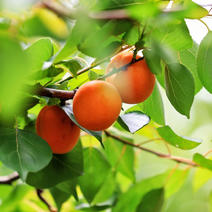 荷兰香蜜杏树苗杏苗根系发达丰产性好现挖保湿发货