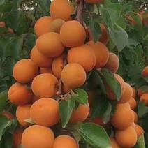 红丰杏树苗杏苗根系发达丰产性好现挖保湿发货