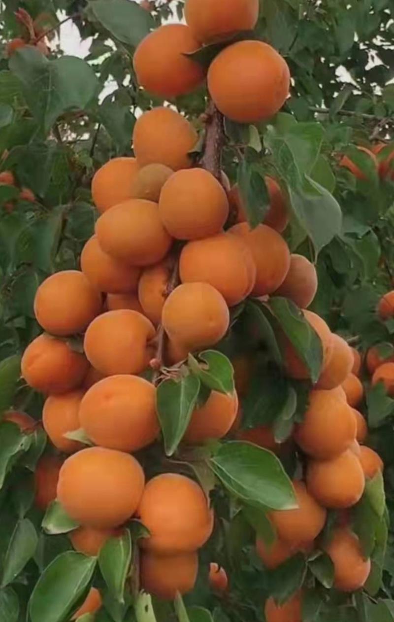 红丰杏树苗杏苗根系发达丰产性好现挖保湿发货