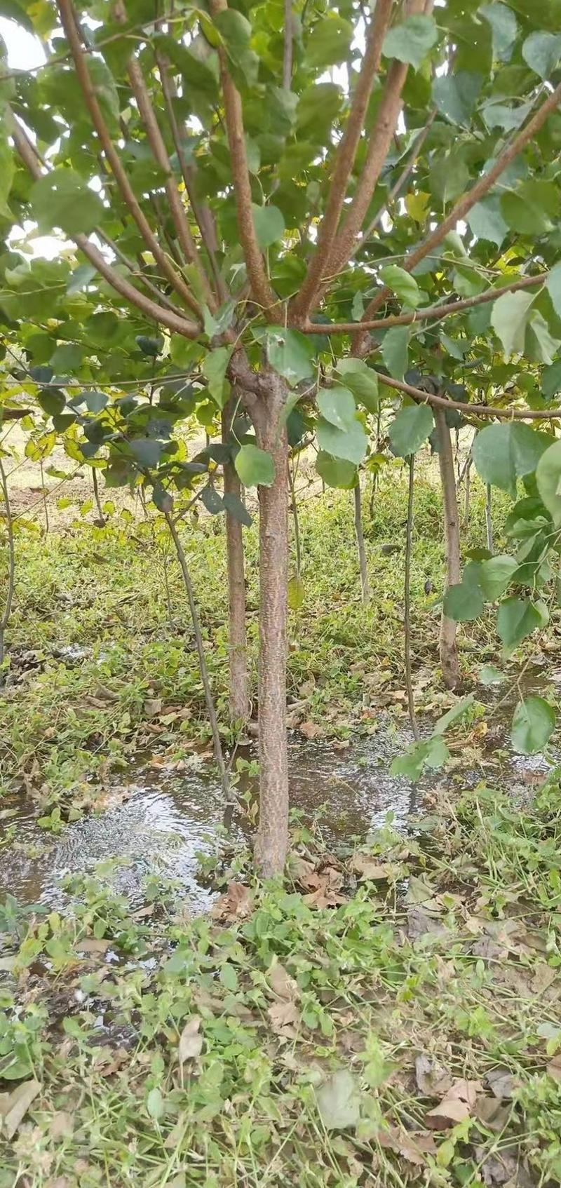 巨蜜王杏树苗杏苗根系发达丰产性好现挖保湿发货