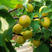珍珠油杏树苗杏苗根系发达丰产性好现挖保湿发货