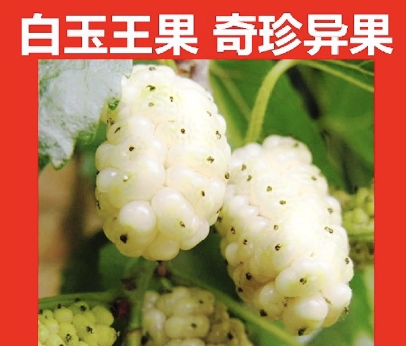 白玉王桑树苗桑葚树苗根系发达丰产性好现挖保湿发货