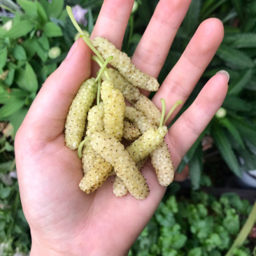 白长果桑香金葚苗桑葚苗根系发达丰产性好现挖现发