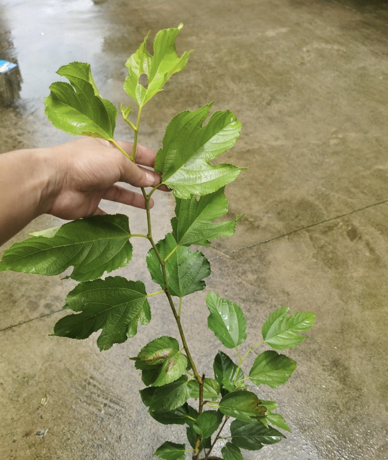 白长果桑香金葚苗桑葚苗根系发达丰产性好现挖现发