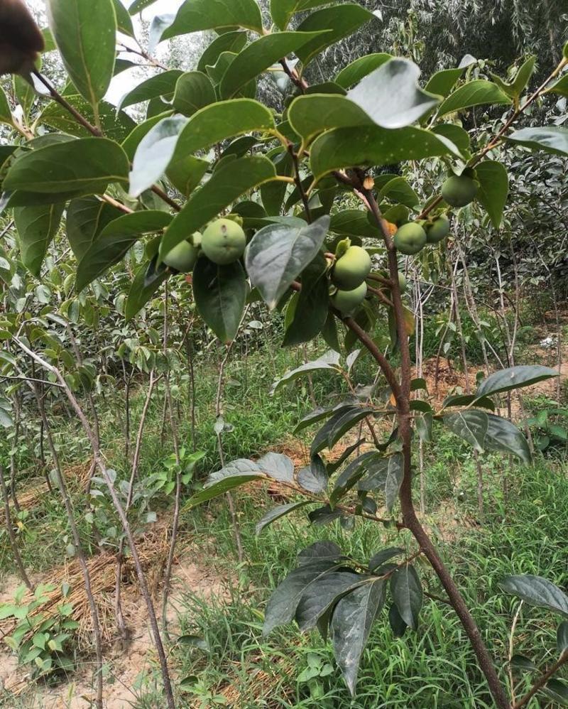 尖柿苗根系发达丰产性好现挖保湿发货嫁接苗