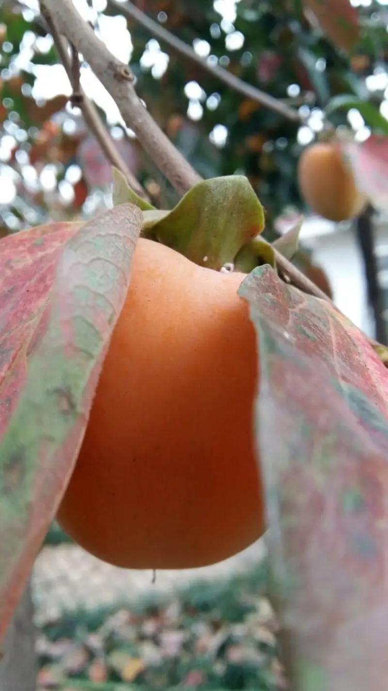 镜面柿子柿子苗根系发达丰产性好现挖保湿发货