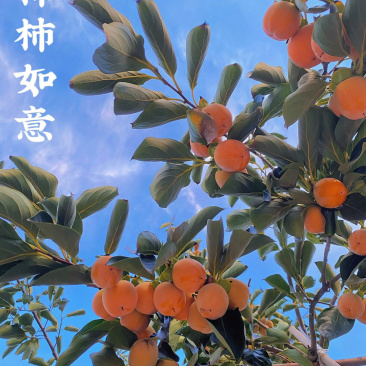 罗田甜柿苗柿子苗根系发达丰产性好现挖保湿发货