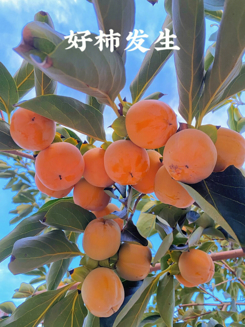 罗田甜柿苗柿子苗根系发达丰产性好现挖保湿发货