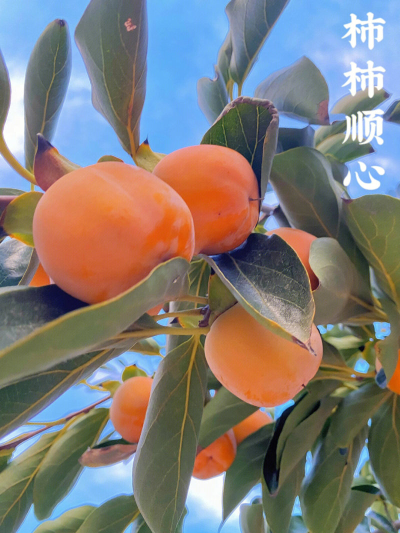 罗田甜柿苗柿子苗根系发达丰产性好现挖保湿发货