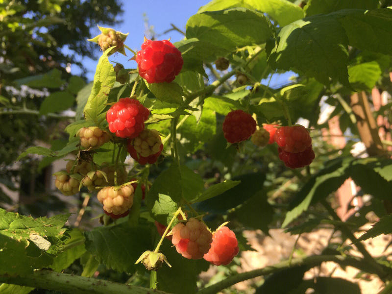丰满红树莓苗根系发达丰产性好果实丰满