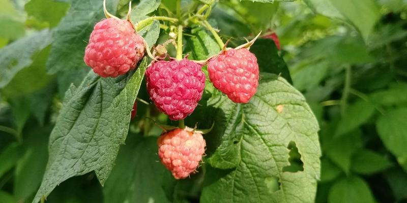 丰满红树莓苗根系发达丰产性好果实丰满