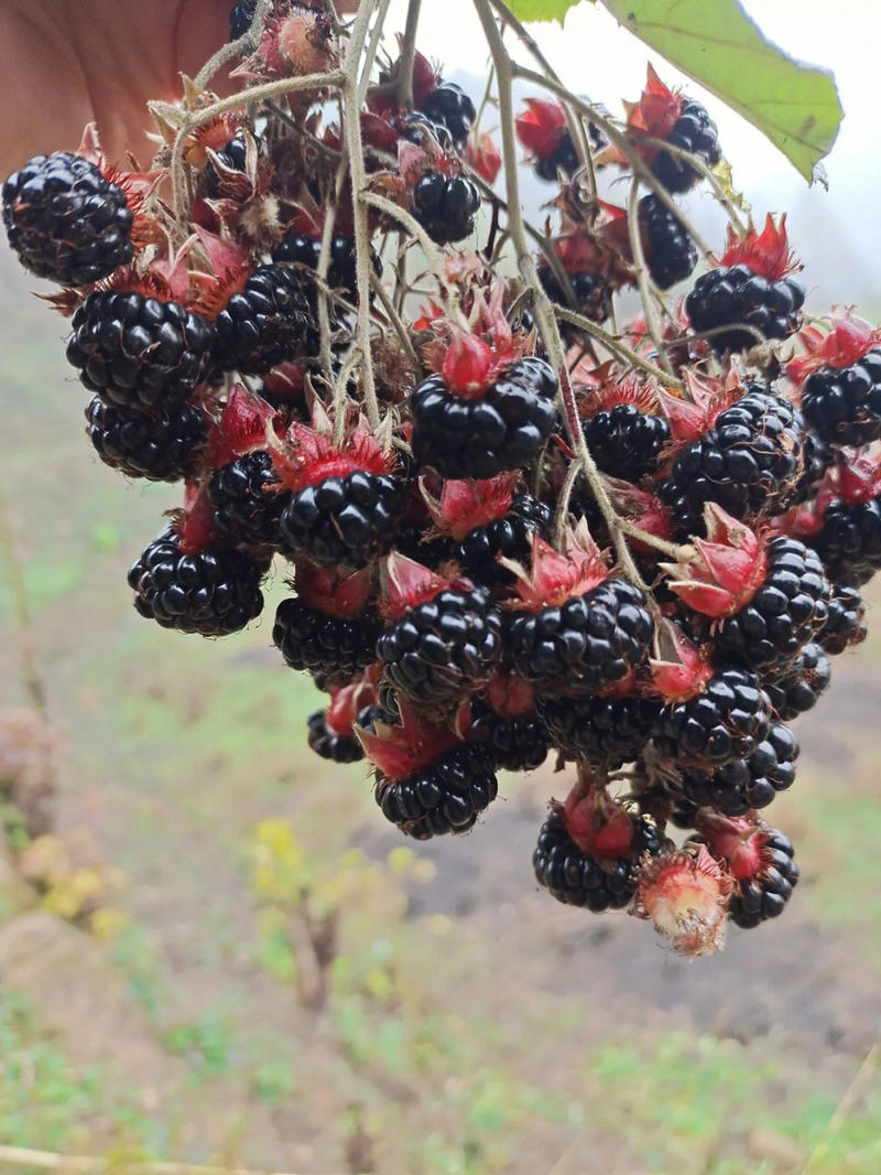 黑树莓苗树莓苗根系发达丰产性好现挖保湿发货