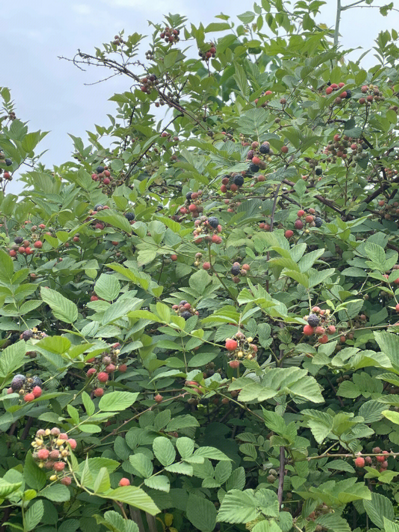 黑树莓苗树莓苗根系发达丰产性好现挖保湿发货