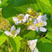 红宝达树莓苗根系发达丰产性好现挖保湿发货