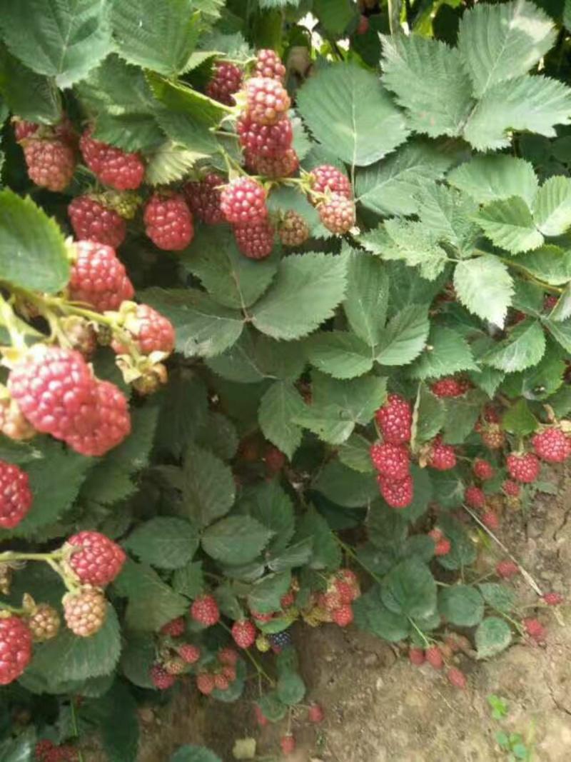 红宝玉树莓苗根系发达丰产性好现挖保湿发货