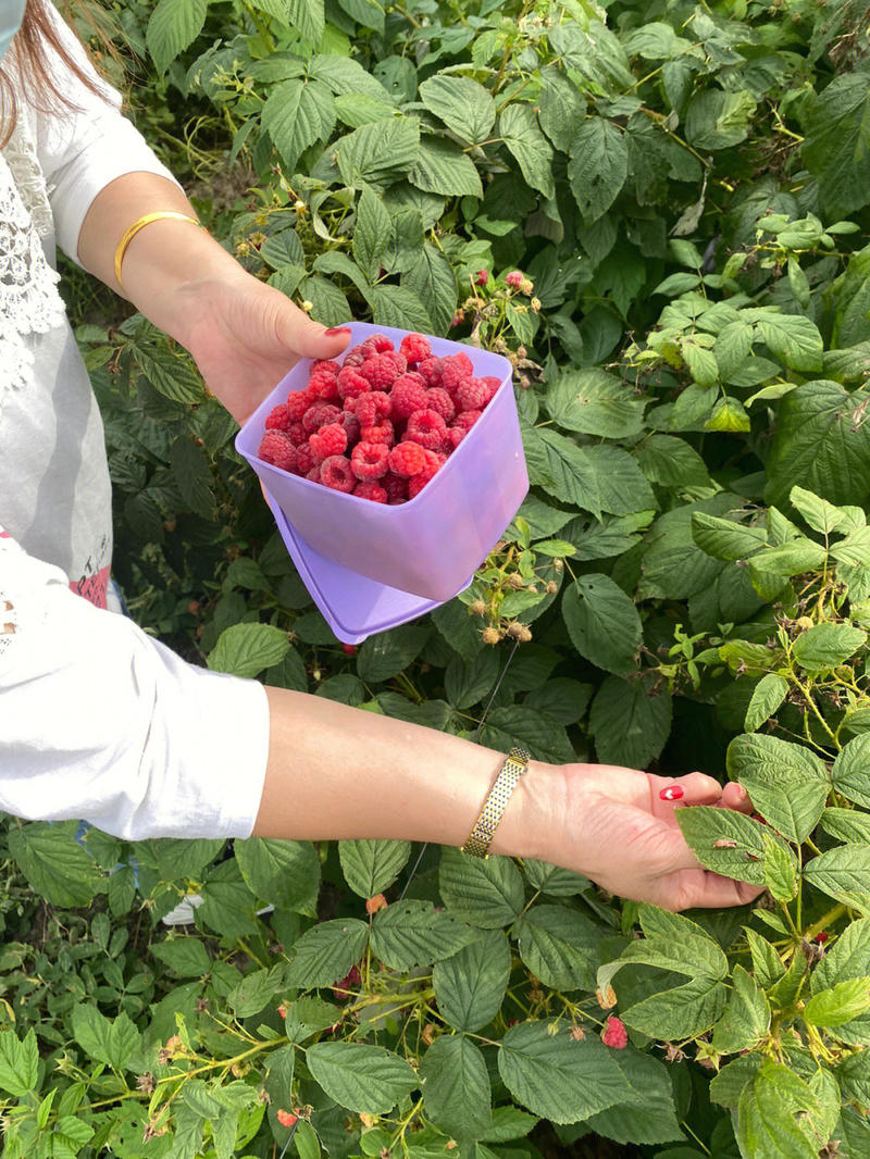 红树莓树莓苗根系发达丰产性好现挖保湿发货