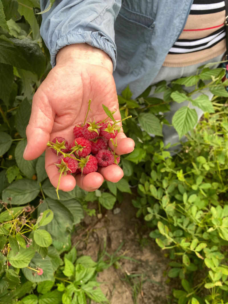 红树莓树莓苗根系发达丰产性好现挖保湿发货