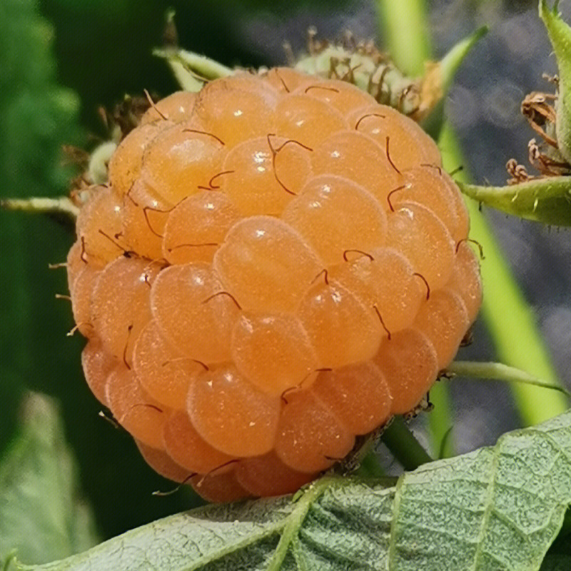 金树莓树莓苗根系发达丰产性好现挖保湿发货