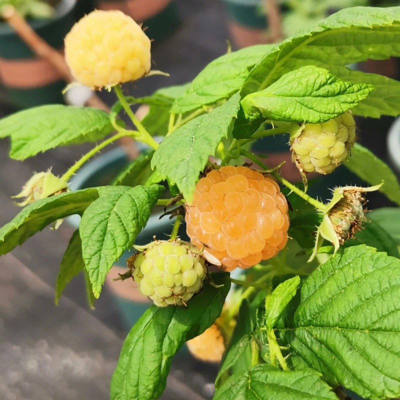 金树莓树莓苗根系发达丰产性好现挖保湿发货