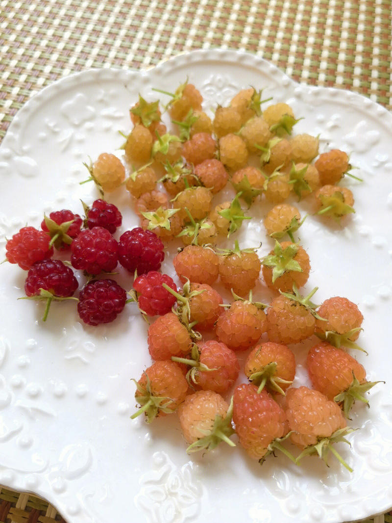 金树莓树莓苗根系发达丰产性好现挖保湿发货