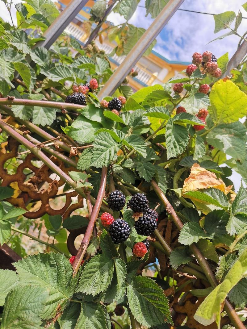 蓝树莓树莓苗根系发达丰产性好现挖保湿发货