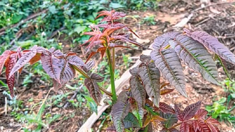 褐香椿香椿树苗根系发达丰产性好现挖保湿发货