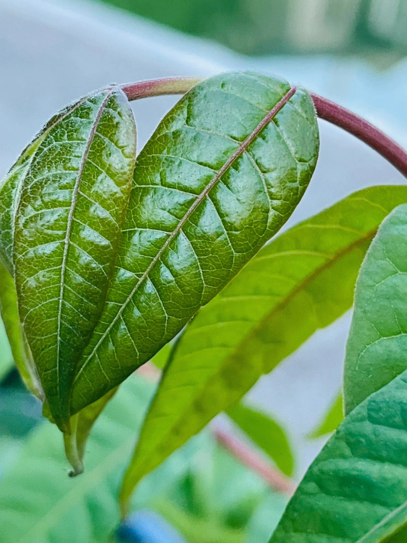 黑油椿香椿树苗根系发达丰产性好现挖保湿发货
