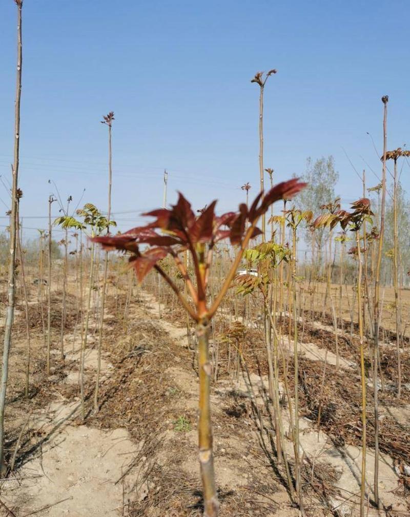 红香椿香椿树苗根系发达丰产性好现挖保湿发货