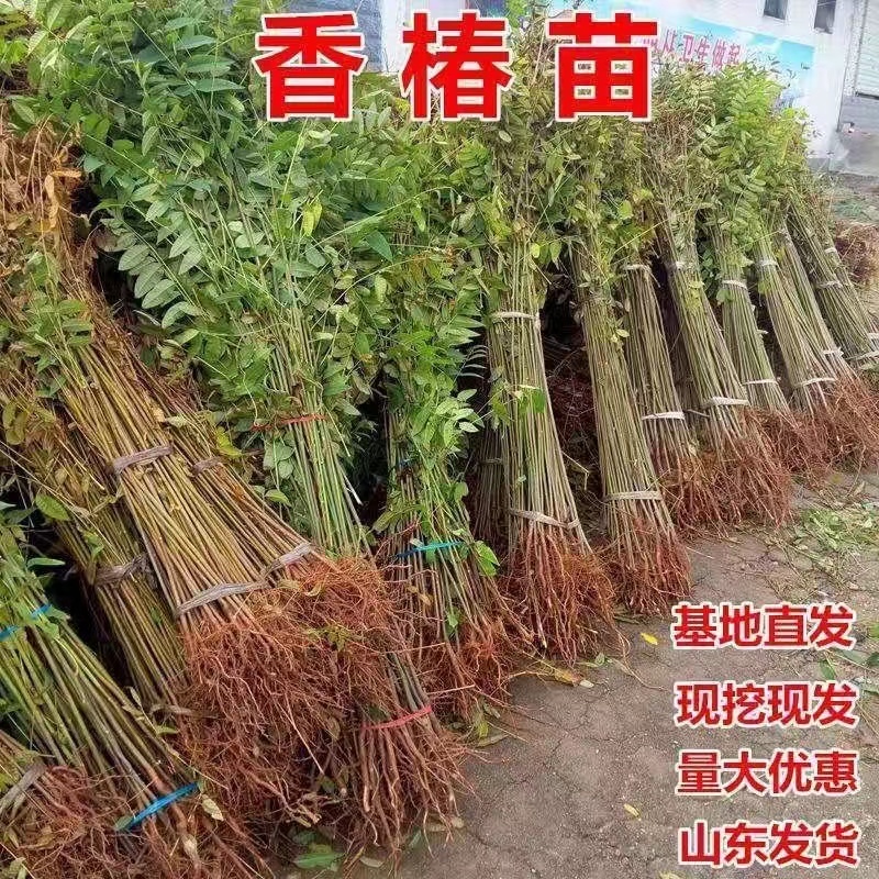 红油香椿树苗香椿苗根系发达丰产性好现挖保湿发货