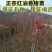 红油香椿树苗香椿苗根系发达丰产性好现挖保湿发货