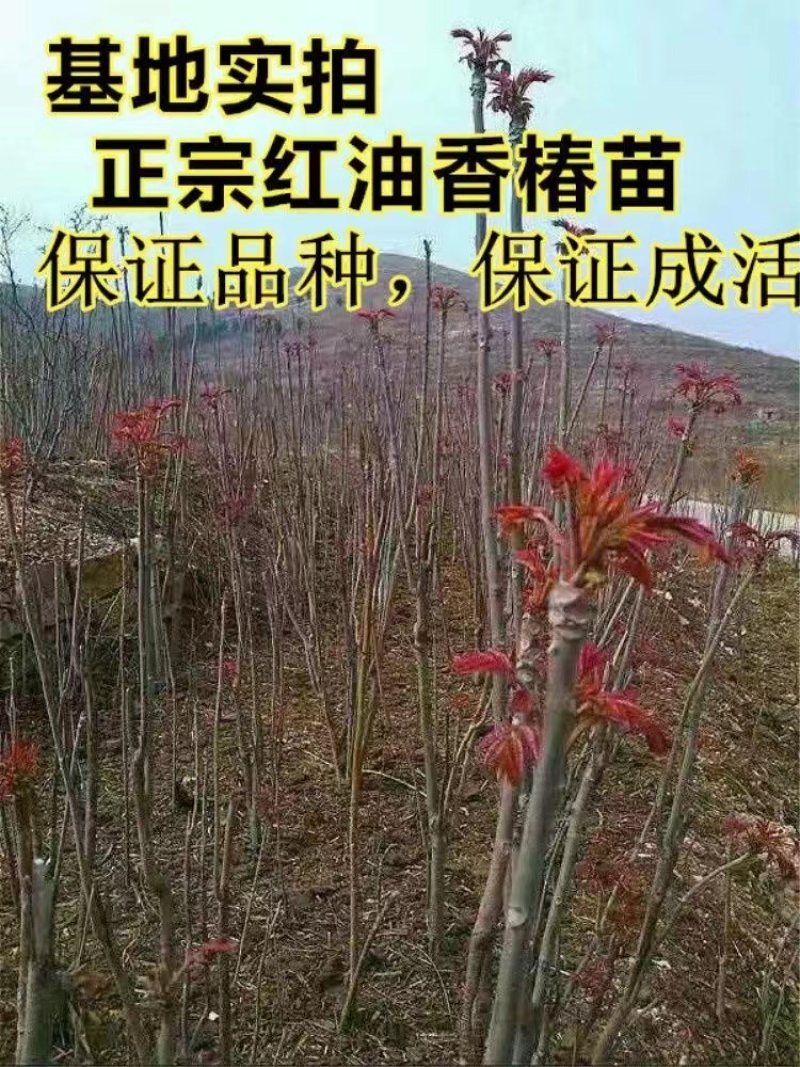 红油香椿树苗香椿苗根系发达丰产性好现挖保湿发货