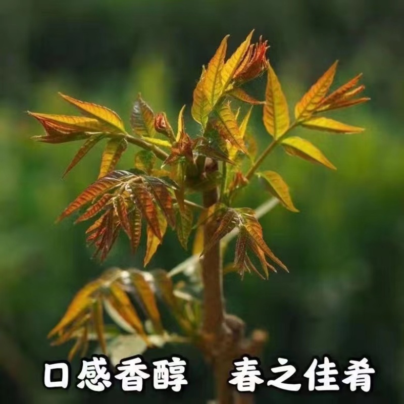 红油香椿树苗香椿苗根系发达丰产性好现挖保湿发货