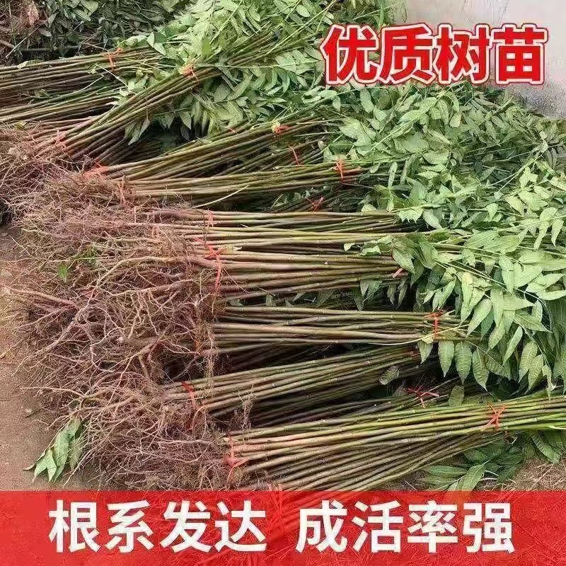 红油香椿树苗香椿苗根系发达丰产性好现挖保湿发货