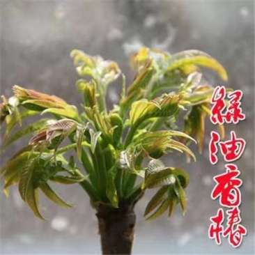 绿油香椿苗香椿树苗根系发达丰产性好现挖保湿发货