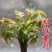 绿油香椿苗香椿树苗根系发达丰产性好现挖保湿发货