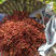 大红袍花椒苗花椒树苗根系发达丰产性好现挖保湿发货