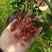 大红袍花椒苗花椒树苗根系发达丰产性好现挖保湿发货