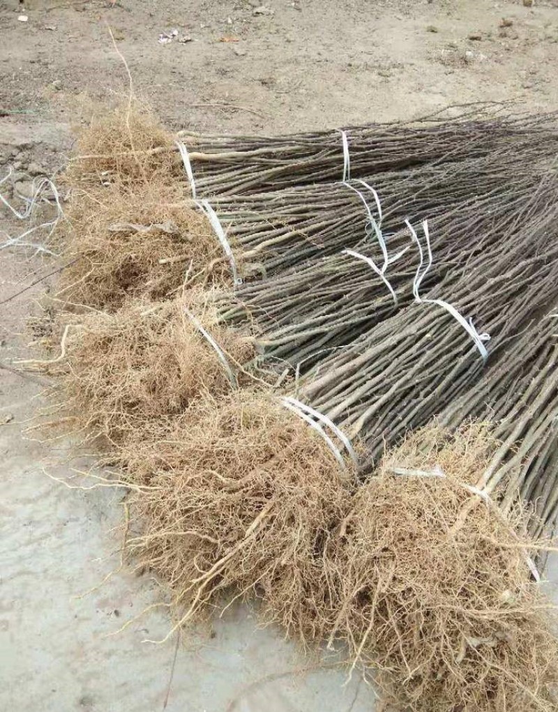 大红袍花椒苗花椒树苗根系发达丰产性好现挖保湿发货