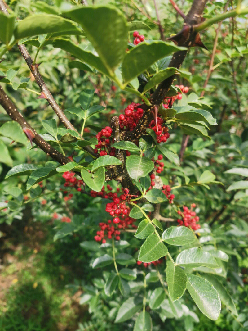 豆椒树苗花椒苗根系发达丰产性好现挖保湿发货