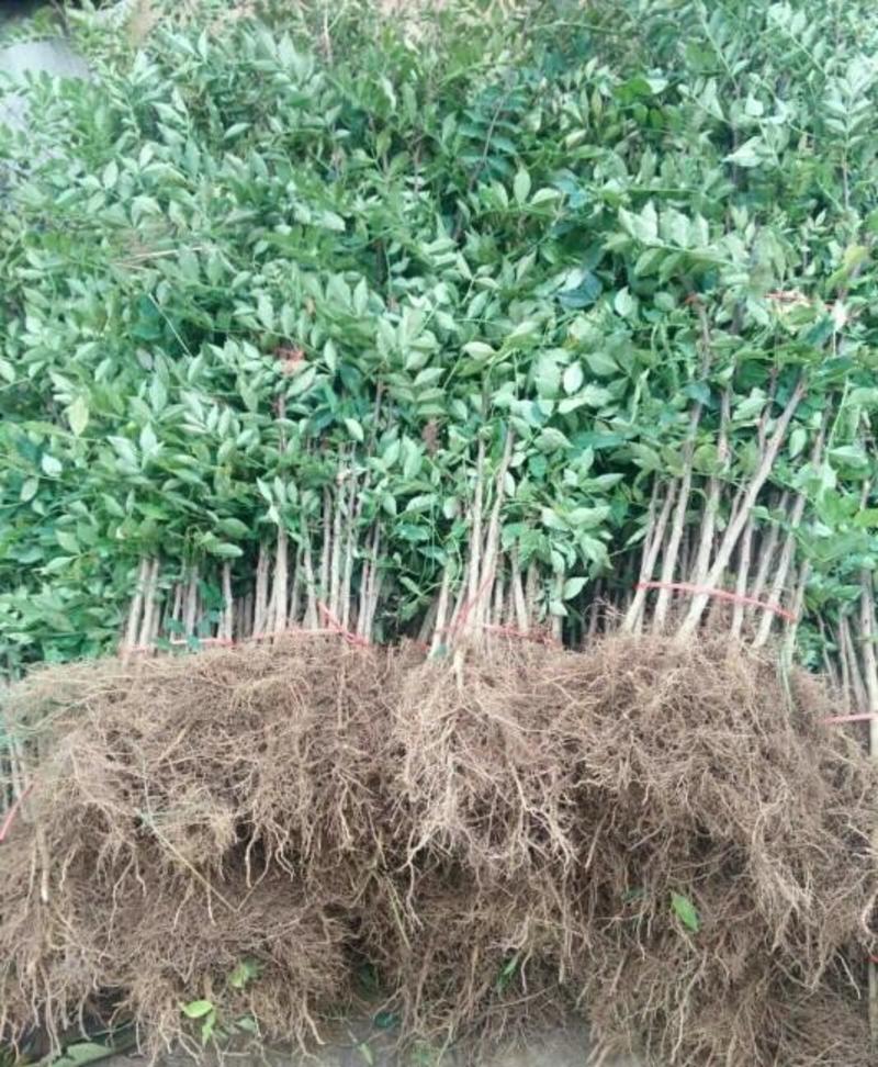 豆椒树苗花椒苗根系发达丰产性好现挖保湿发货