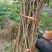 豆椒树苗花椒苗根系发达丰产性好现挖保湿发货