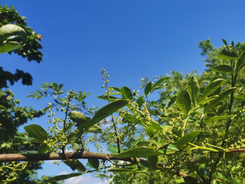 九叶青花椒苗花椒树苗根系发达丰产性好现挖保湿发货