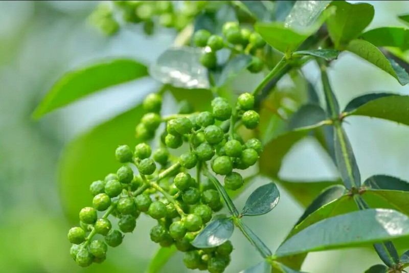 九叶青花椒苗花椒树苗根系发达丰产性好现挖保湿发货