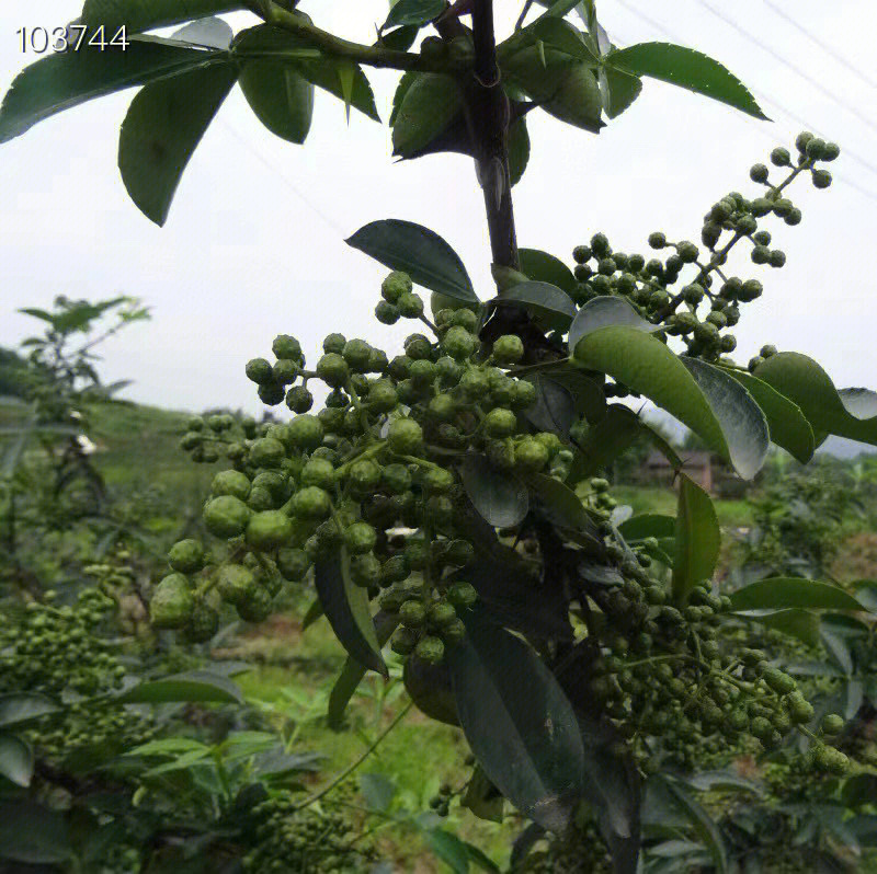 九叶青花椒苗花椒树苗根系发达丰产性好现挖保湿发货