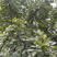 九叶青花椒苗花椒树苗根系发达丰产性好现挖保湿发货