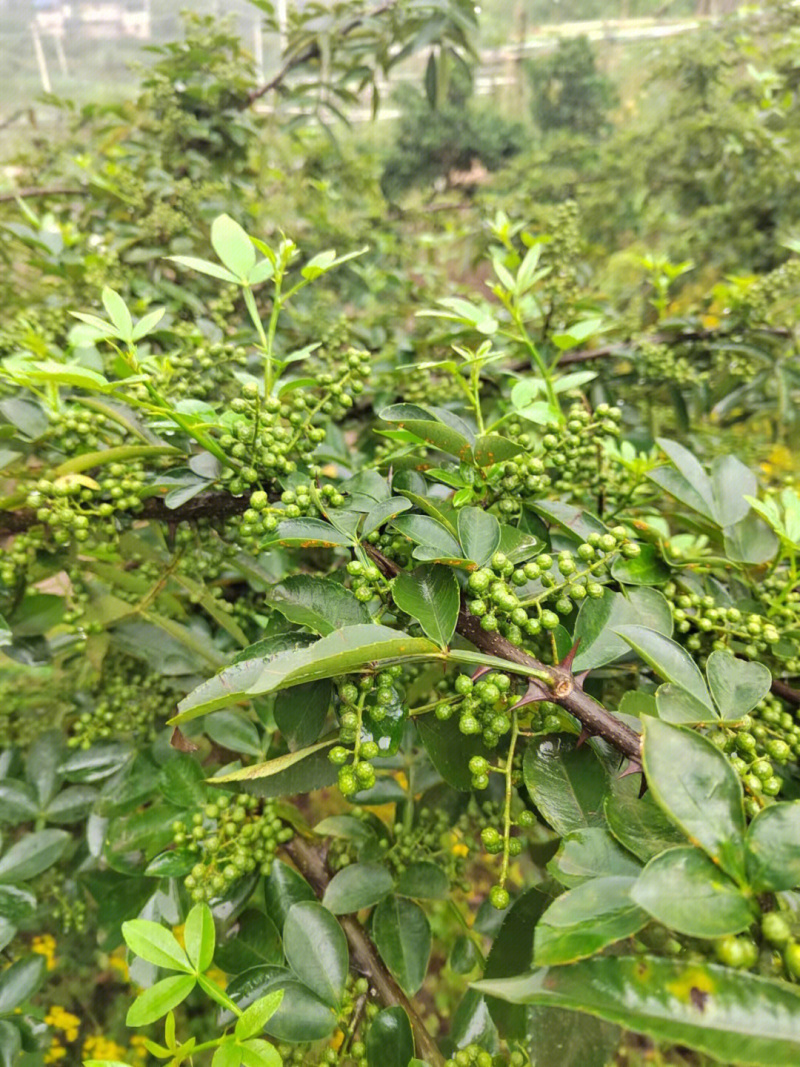 九叶青花椒苗花椒树苗根系发达丰产性好现挖保湿发货