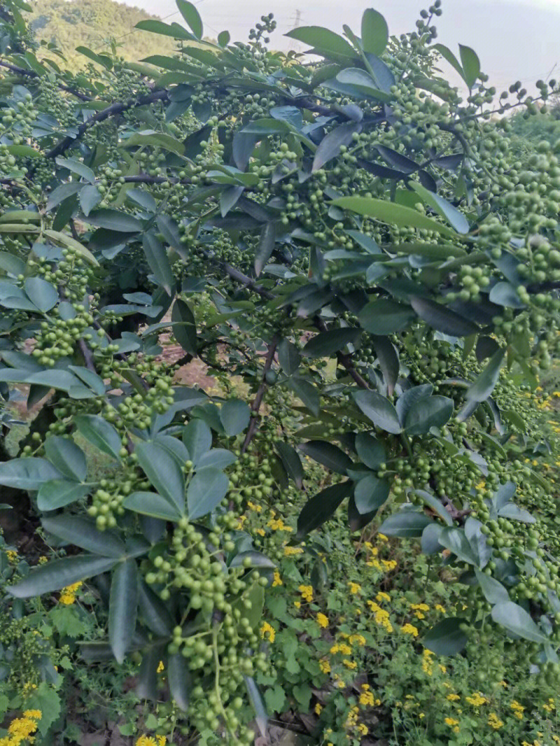 九叶青花椒苗花椒树苗根系发达丰产性好现挖保湿发货