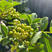 麻椒树苗花椒苗根系发达丰产性好现挖保湿发货