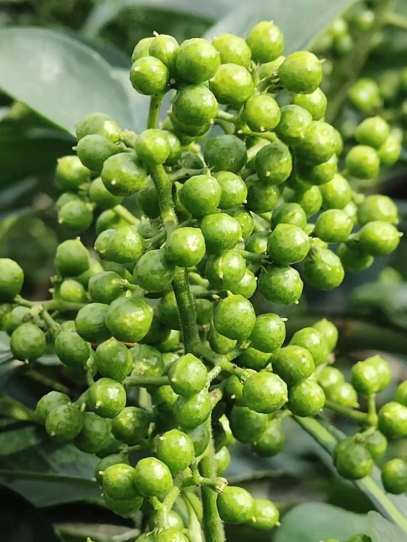 麻椒树苗花椒苗根系发达丰产性好现挖保湿发货