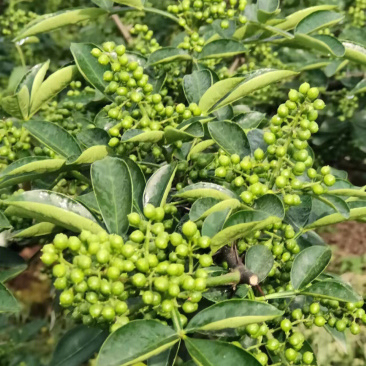 麻椒树苗花椒苗根系发达丰产性好现挖保湿发货